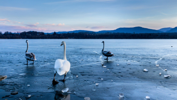 Schwäne auf dem Olbersdorfer See